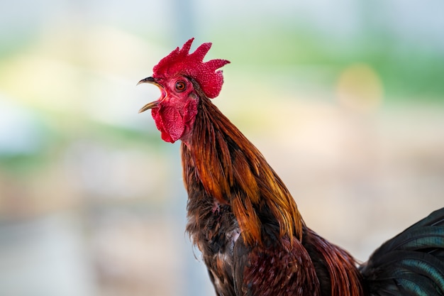 Gallo cantando en la mañana