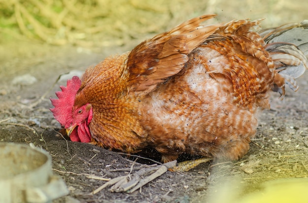 Gallo cerca en el jardín cavando y rascando en el suelo