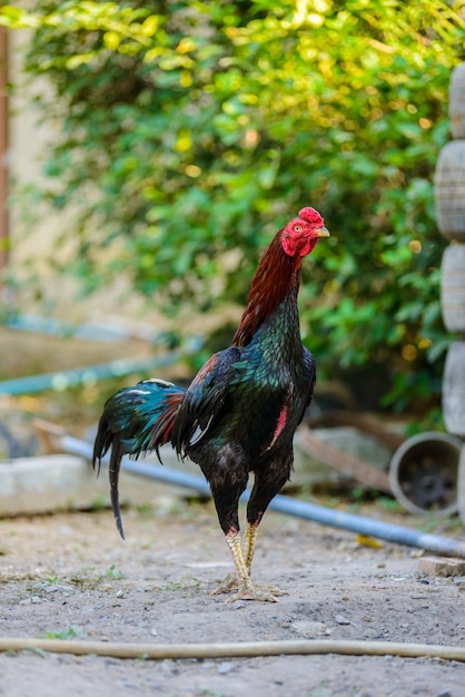 Gallo de colores o gallo de pelea en la granja.