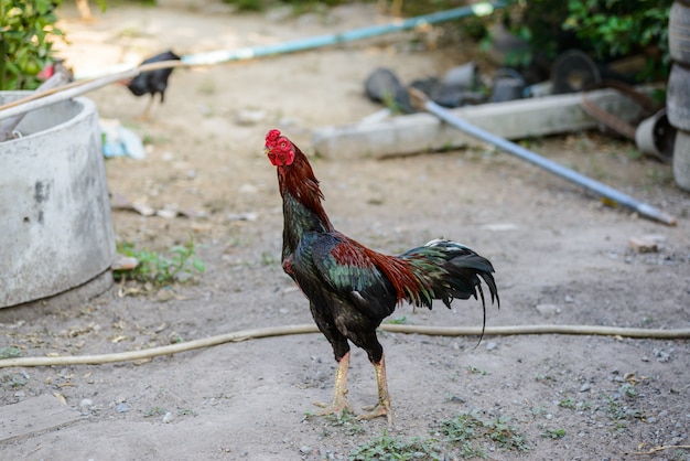 Gallo de colores o gallo de pelea en la granja.