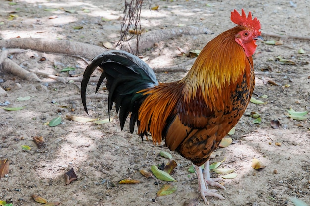 Un gallo colorido se para en el camino.