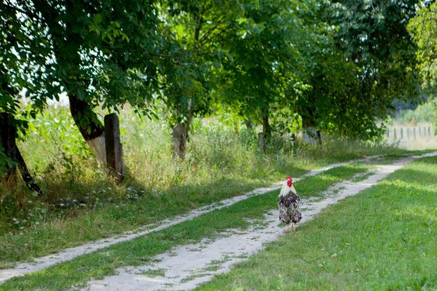 Gallo colorido en la granjahermosos gallos caminando por la calleConcepto ecológico de pueblo