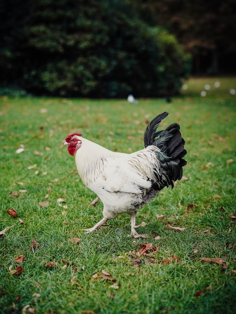 Gallo colorido gratis en un parque en un día caluroso.