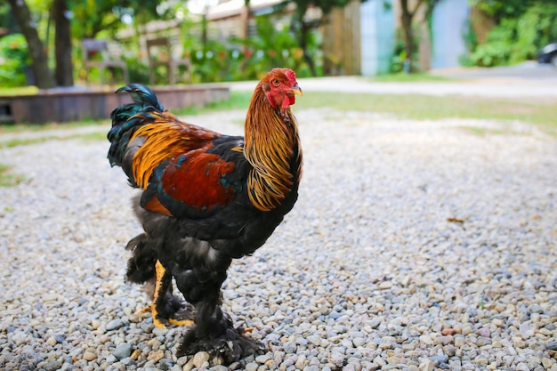 Foto el gallo colorido en el jardín de tailandia asia