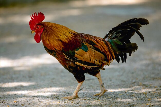 Gallo colorido en los paseos del parque en el primer plano del parque