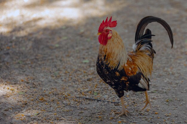 Gallo colorido en los paseos del parque en el primer plano del parque