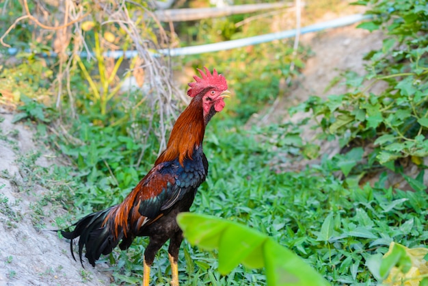 Gallo colorido sobre fondo verde de la naturaleza