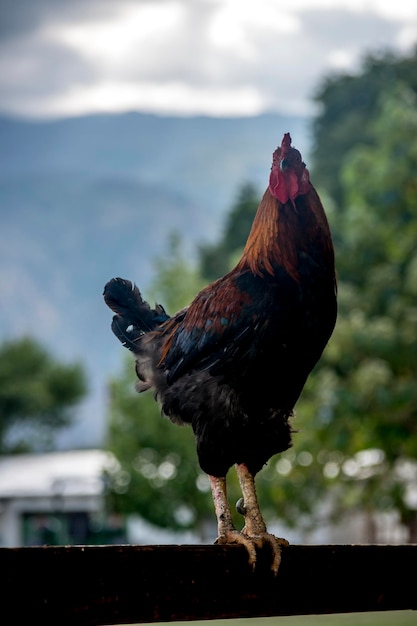 Foto gallo en el corral de la finca