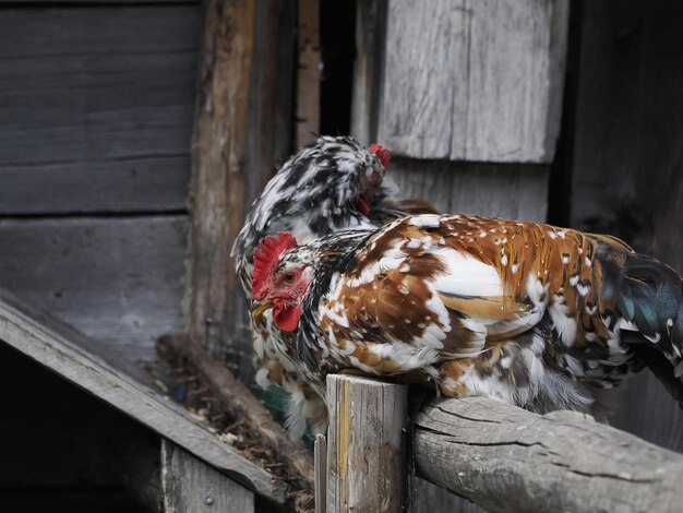 Gallo de corral mirándote