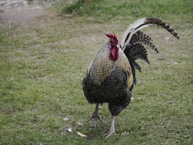 Gallo de corral mirándote