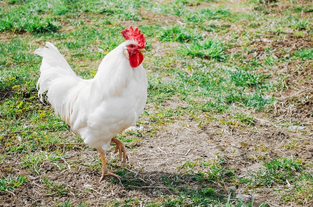 Gallo con una cresta roja cuervos en el verano en el pueblo.