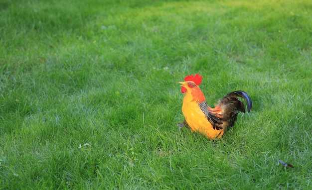 gallo decorativo en el césped