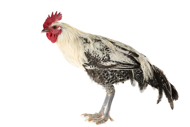 Gallo egipcio Fayoumis aislado