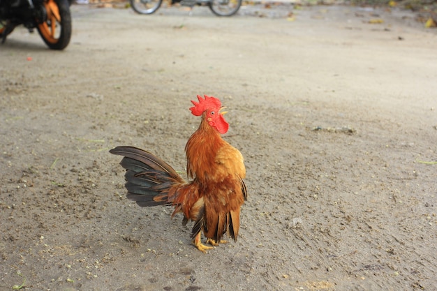 El gallo es lindo y apuesto.