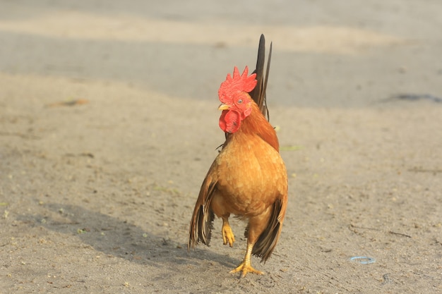 El gallo es lindo y apuesto.