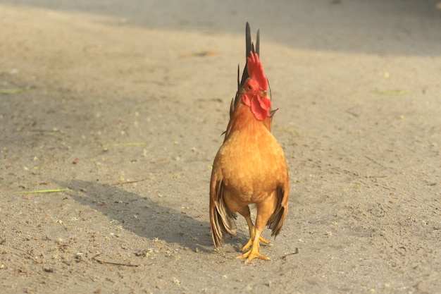 El gallo es lindo y apuesto.