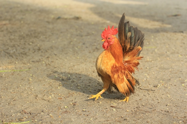 El gallo es lindo y apuesto.