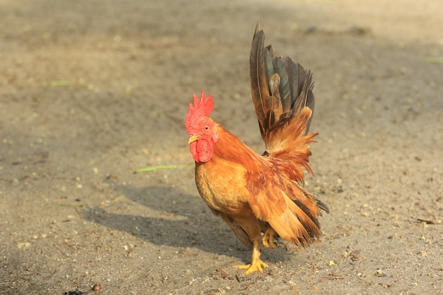 El gallo es lindo y apuesto.