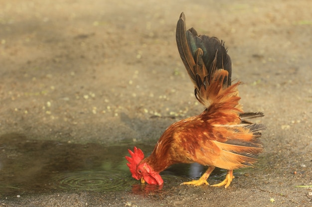 El gallo es lindo y apuesto.