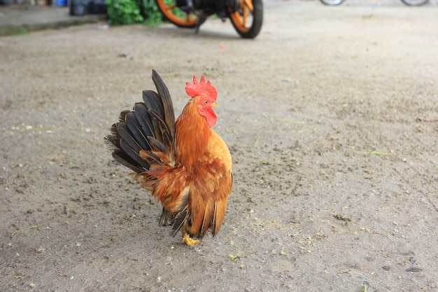 El gallo es lindo y apuesto.