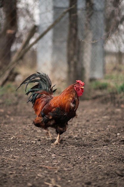 El gallo está caminando en su patio Comida de pollo de mercado conceptual