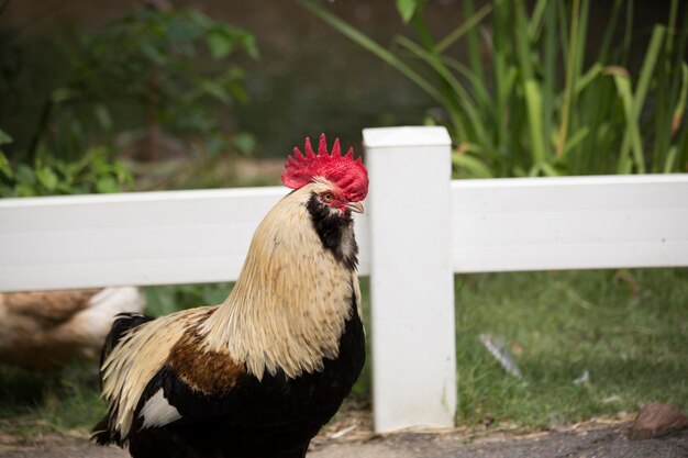 El gallo faverolle de campo libre