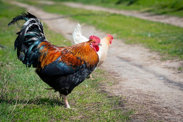 Un gallo y una gallina caminan por un camino de tierra.