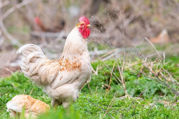 Un gallo y una gallina campera en la hierba del campox9