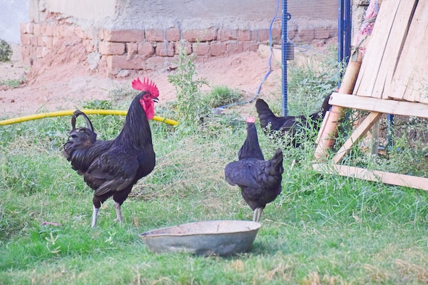 Gallo y gallina en césped