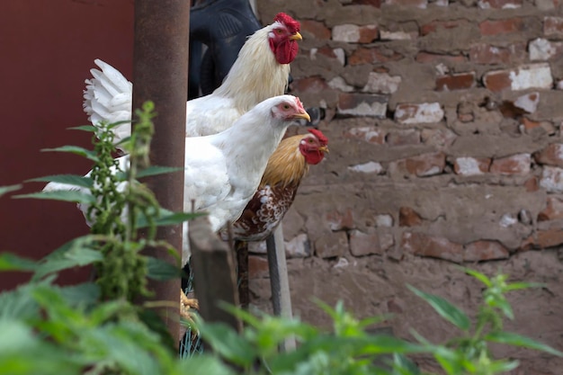 Gallo y gallina en la granja