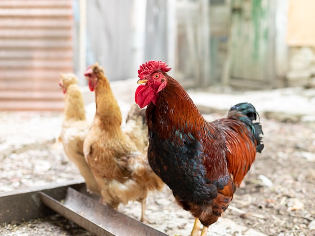 gallo y gallinas cerca de los comederos en el gallinero.