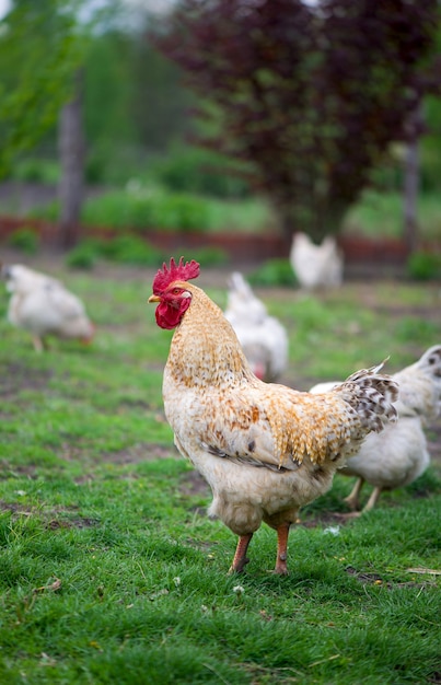 Gallo y gallinas. Gallo y gallinas camperas.