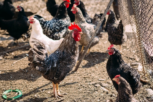 Gallo y gallinas en una granja a principios de primavera en un día soleado