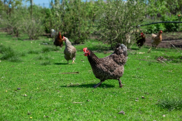 Gallo y gallinas pastan en la hierba verde. Ganado en el pueblo