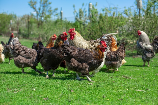 Gallo y gallinas pastan en la hierba verde. Ganado en el pueblo