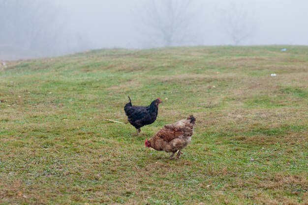 Gallo y gallinas pastando en la hierba