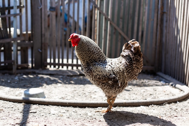 Gallo en un gallinero