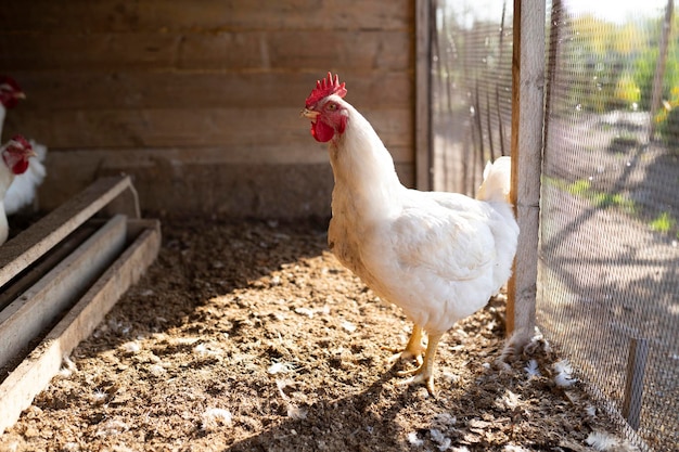 Gallo en el gallinero