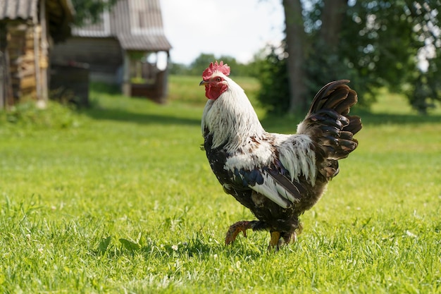 Gallo gallo en una granja en el pueblo fuera Animales y aves domésticos rústicos y rurales