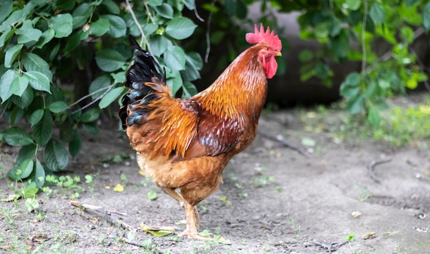 Un gallo grande con un mechón rojo en el pueblo Young Red Cockerel Rhode Island Red Barnyard Mix Una hermosa foto de un gallo de plumas naranjas de Rhode Island en una pequeña granja Plumas multicolores