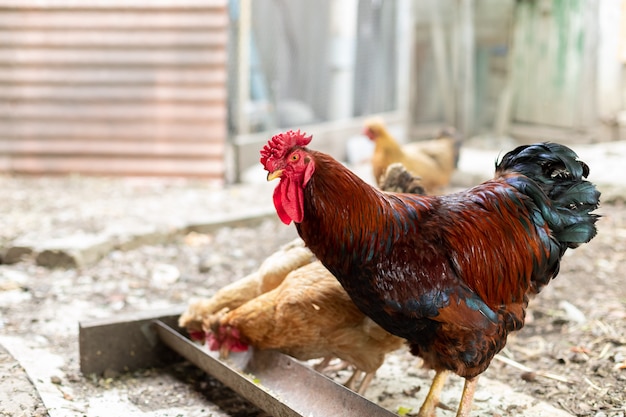 Gallo en la granja en el campo