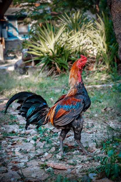 gallo en una granja con patio