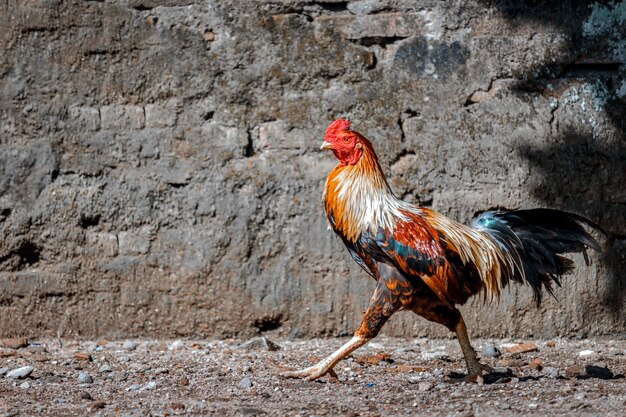 gallo en una granja con patio