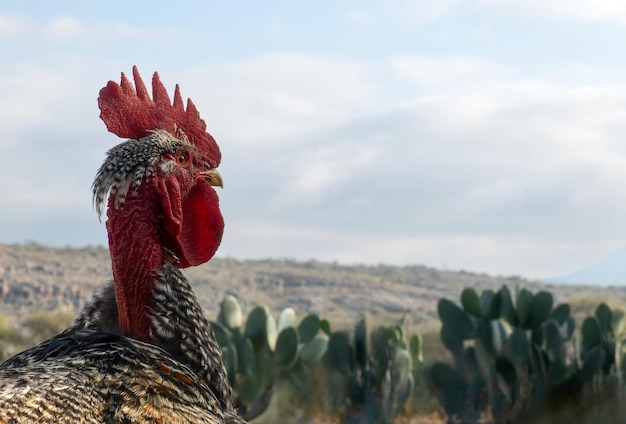 Gallo de la granja Piroco con el cuello desnudo y espacio para el texto