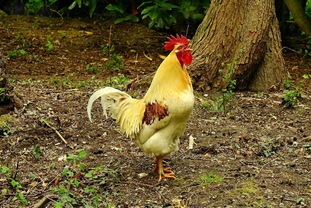 Gallo en la granja