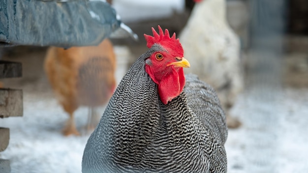 Gallo gris en el gallinero