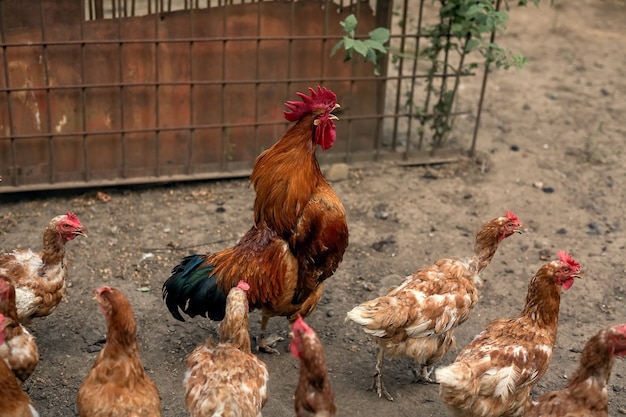 Un gallo de un hermoso color brillante y gallinas marrones caminan en el corral.