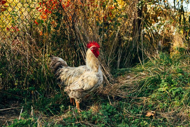 Gallo en la hierba