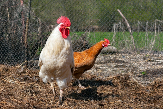 Un gallo importante camina por el pueblo.