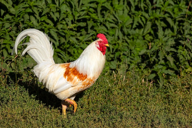 Un gallo importante es un primer plano sobre un fondo de hierba verde...